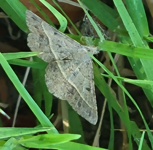 Pale-lined Angle photo 5