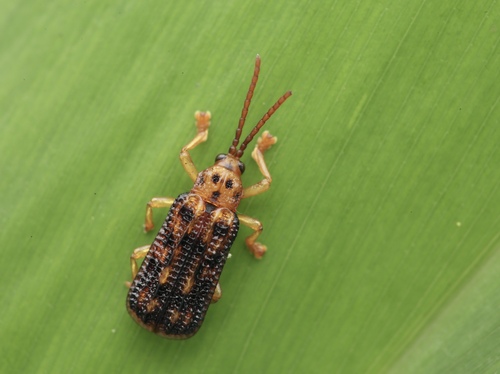 Gonophora pulchella Gestro, 1888