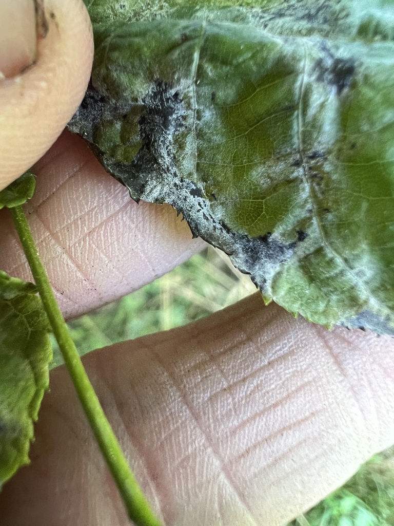 Something from Knapps Cir, Fairport, NY, US on August 6, 2023 at 0446