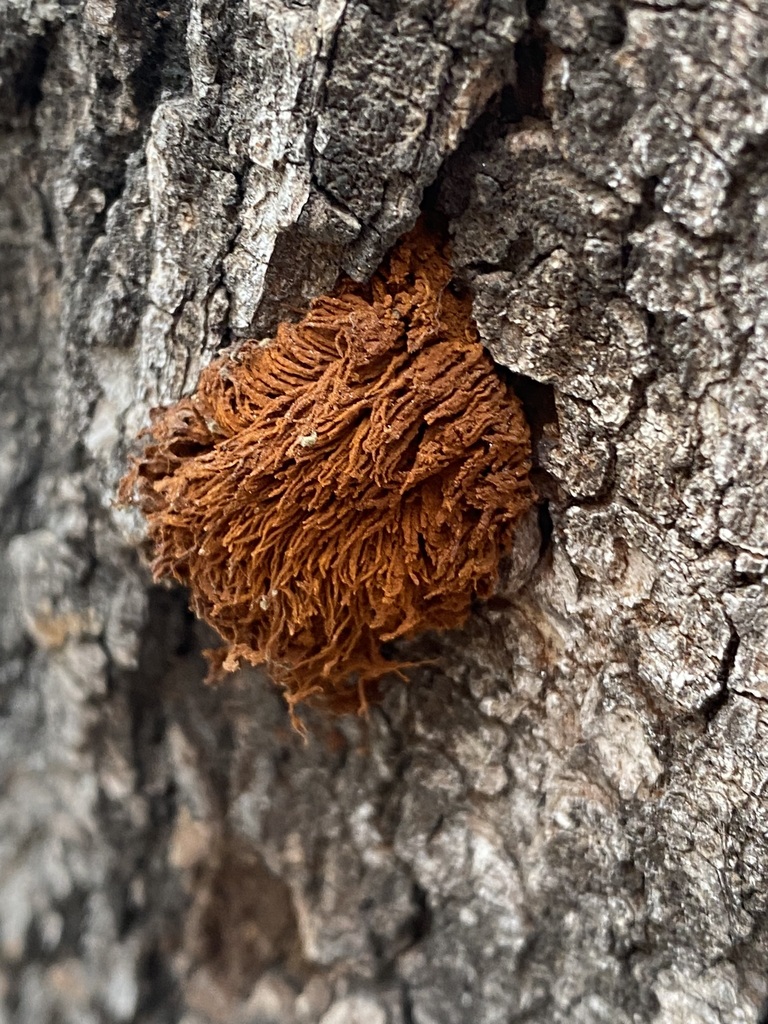 Inonotus rickii · July 2023 · photo: © carancho (iNaturalist, cc-by)