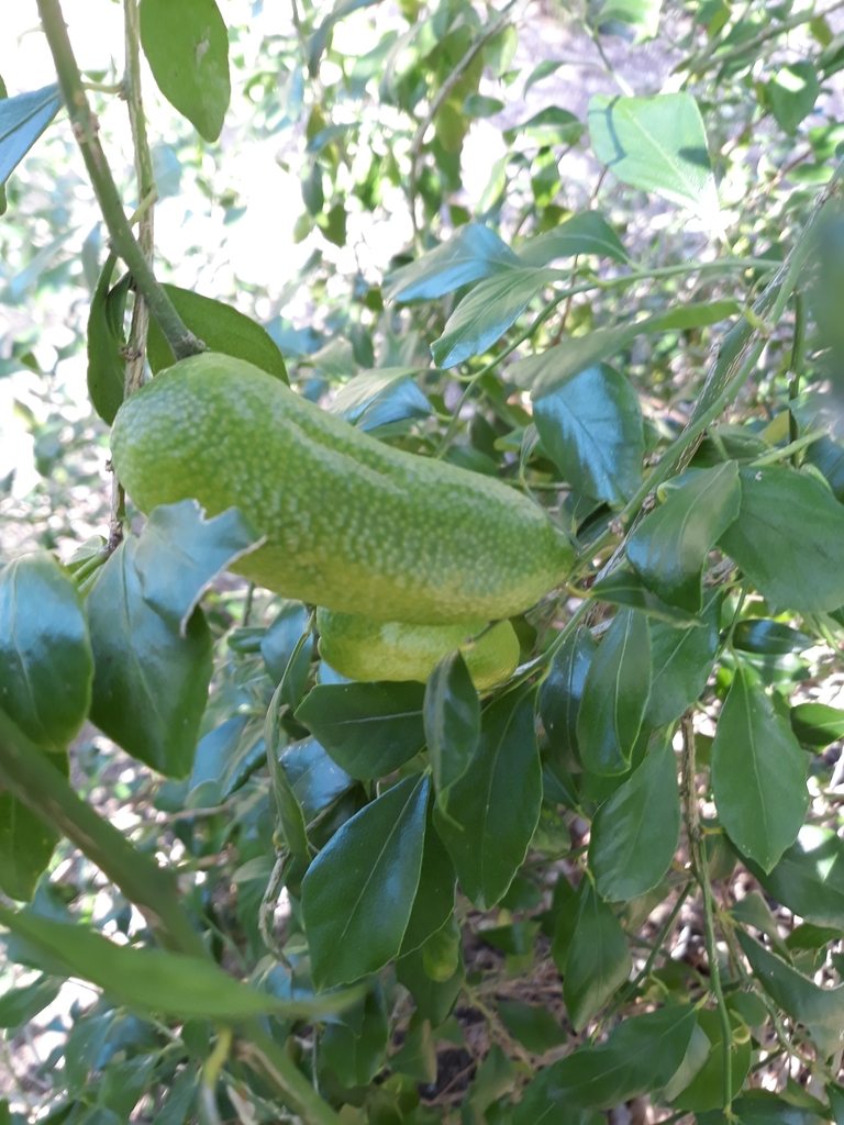 Mount White lime