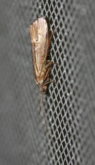 Integripalpia