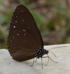 Euploea tulliolus ledereri
