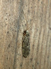 Holocentropus