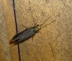Nyctiophylax