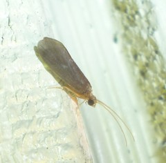 Nyctiophylax