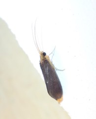 Nyctiophylax