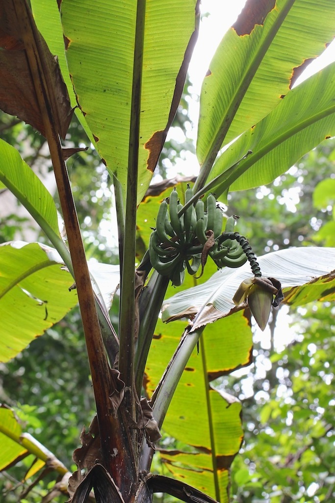 Musa banksii (Musa banksii)