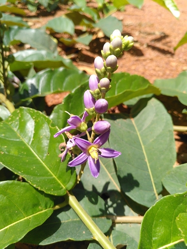 Solanum coriaceum