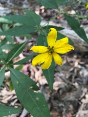 Coreopsis major
