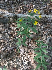Coreopsis major