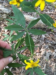 Coreopsis major