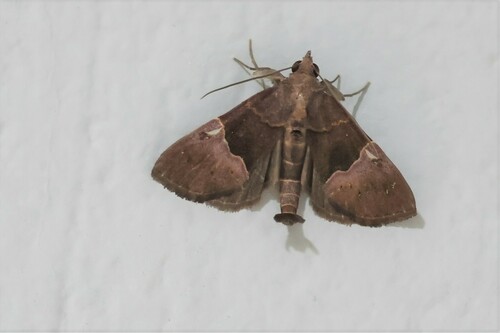 Acidon mariae · iNaturalist