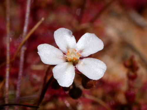Drosera leucostigma