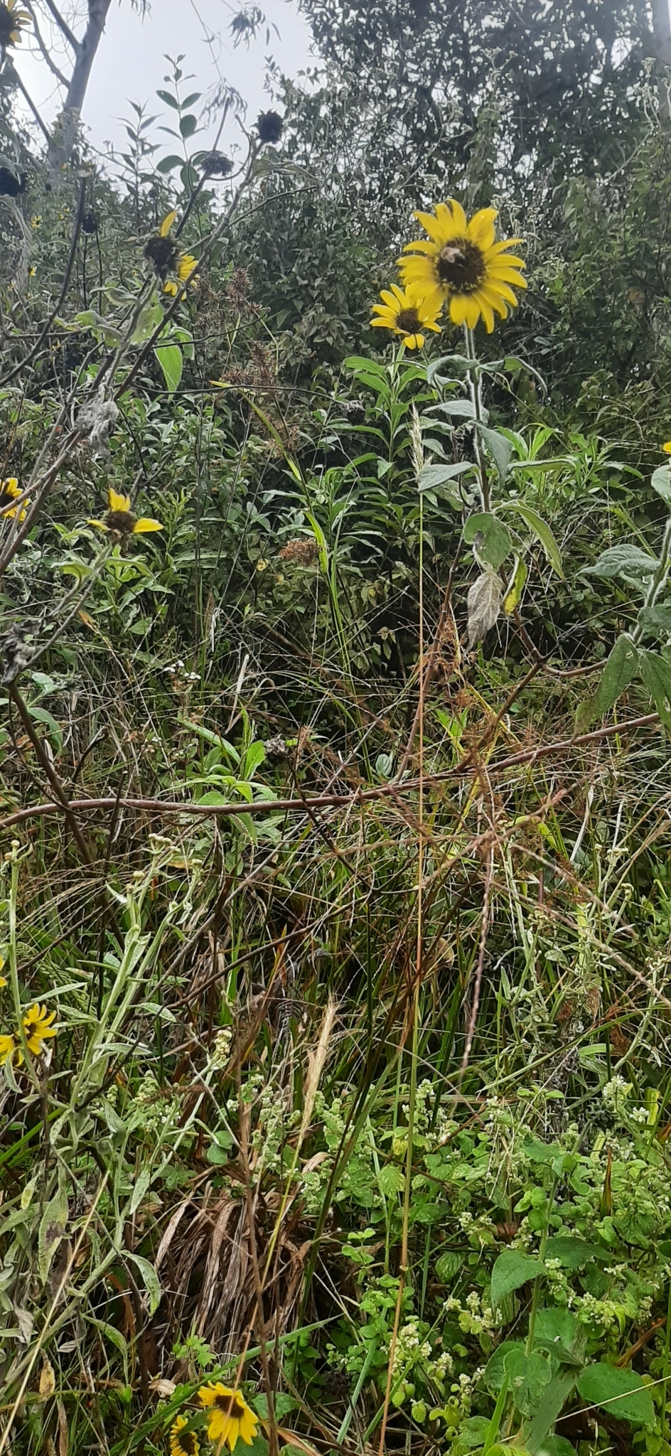 Helianthus petiolaris image