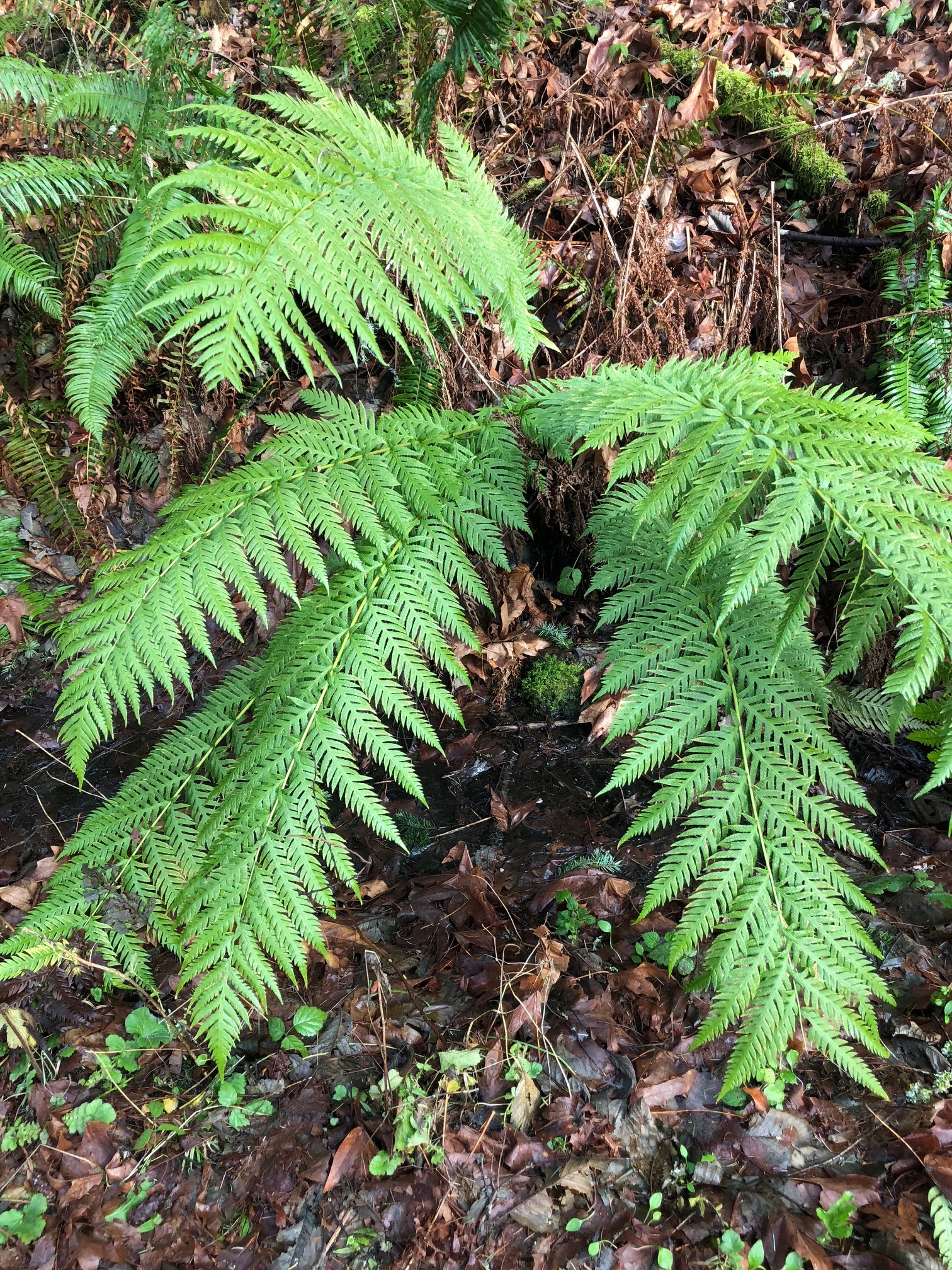 Woodwardia fimbriata