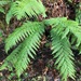 Woodwardia fimbriata - Photo (c) freshbasil, μερικά δικαιώματα διατηρούνται (CC BY-NC)