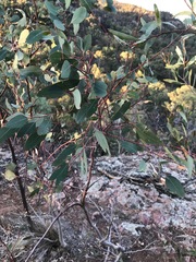 Eucalyptus dealbata