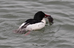 Platichthys stellatus