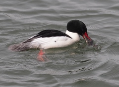 Platichthys stellatus