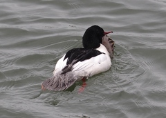 Platichthys stellatus