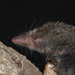 Short-tailed and Small-eared Shrews - Photo (c) jorgebrito, some rights reserved (CC BY-NC), uploaded by jorgebrito