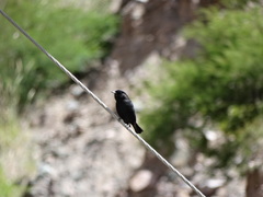 Knipolegus aterrimus