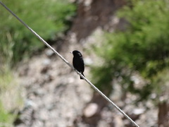 Knipolegus aterrimus