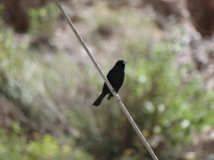 Knipolegus aterrimus