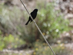 Knipolegus aterrimus