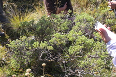 Brachyglottis cassinioides