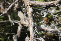 Brachyglottis cassinioides