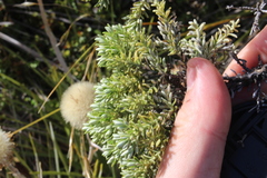 Brachyglottis cassinioides