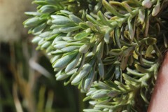 Brachyglottis cassinioides