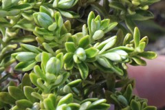 Brachyglottis cassinioides