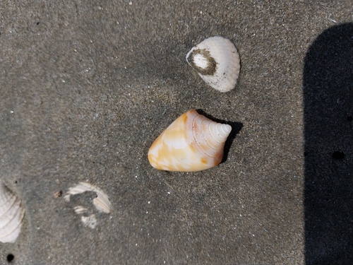 Conus recurvus, 2023-07-30