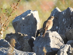 Toxostoma curvirostre
