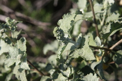Ambrosia chenopodiifolia