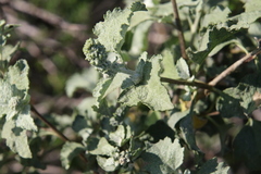 Ambrosia chenopodiifolia