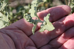 Ambrosia chenopodiifolia