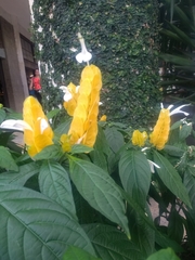 Pachystachys lutea
