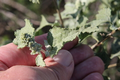 Ambrosia chenopodiifolia