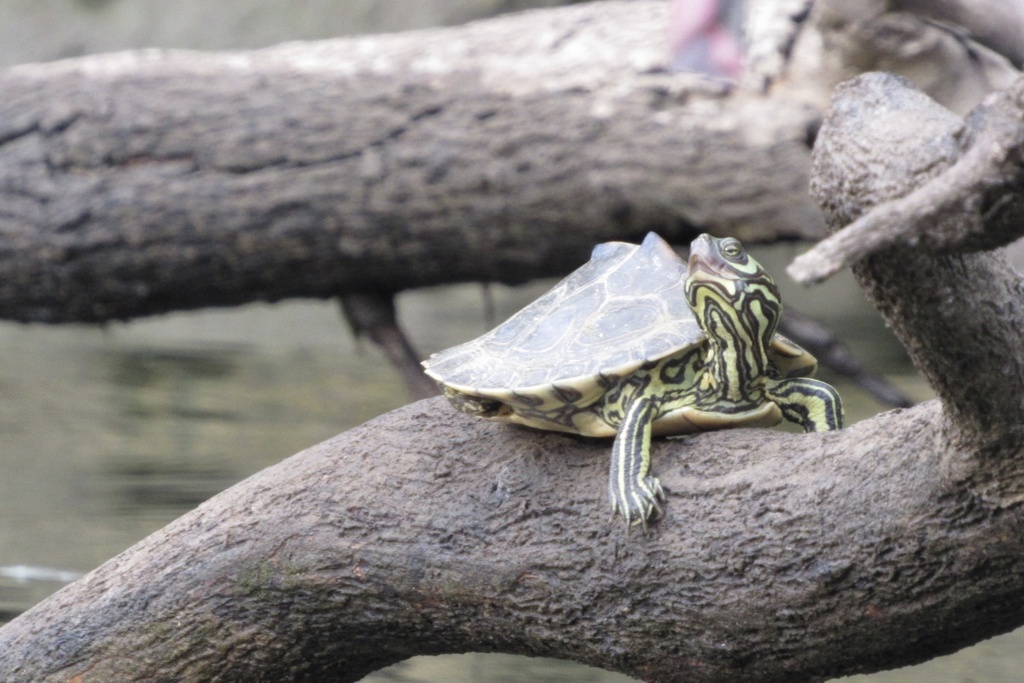 Barbour's Map Turtle in August 2023 by Abby Hastings · iNaturalist