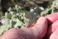 Ambrosia chenopodiifolia