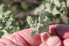 Ambrosia chenopodiifolia