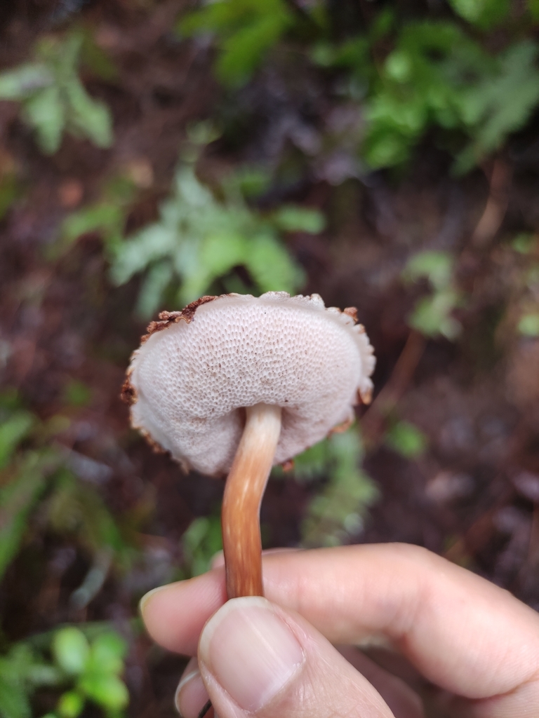 Veloporphyrellus pseudovelatus