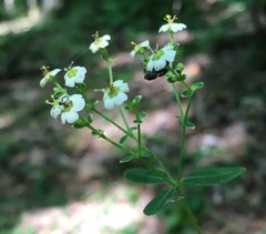 Euphorbia pubentissima