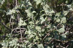 Ambrosia chenopodiifolia