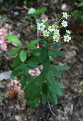 Euphorbia pubentissima