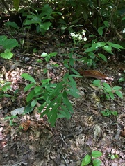 Euphorbia pubentissima